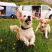 Crucial Tips for Traveling with Pets to South Korea: Ultimate Guide for Pet Parents