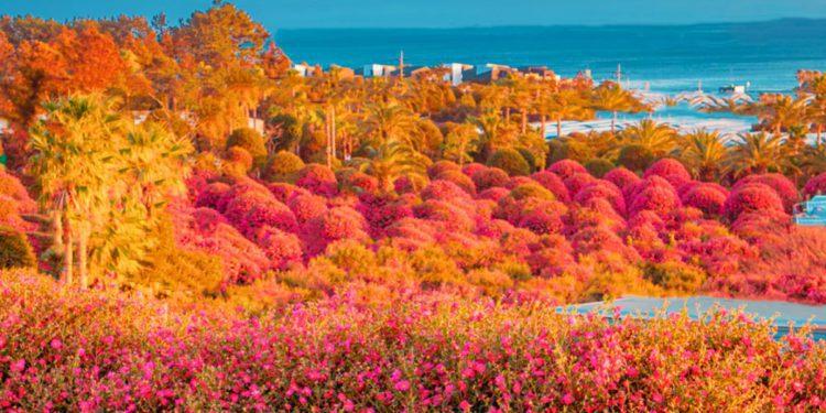Jeju Camellia Arboretum
