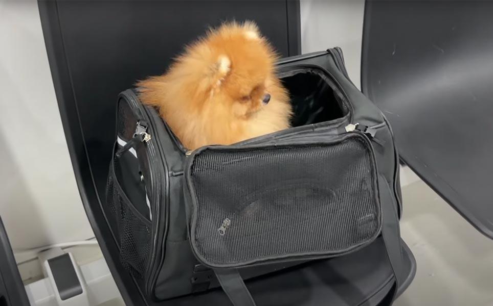 Traveling with pets to korea