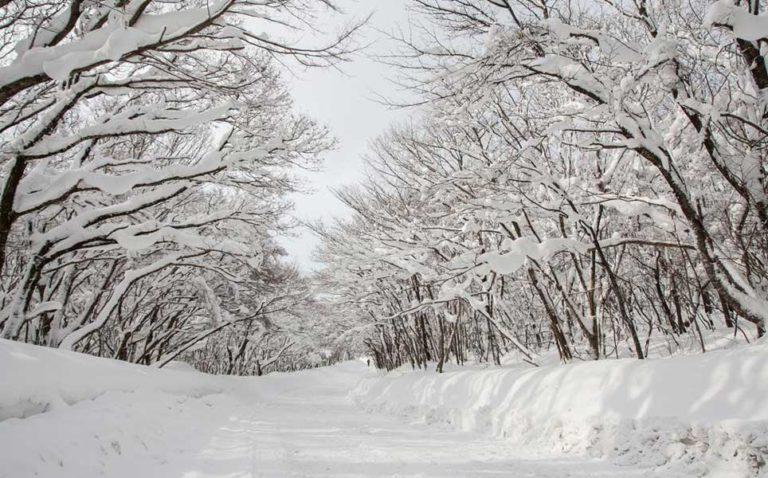 Heartfelt Attractions & Things to Do in Jeju Island During Winter ...