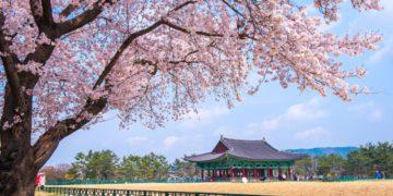 cherry blossom forecast 2025