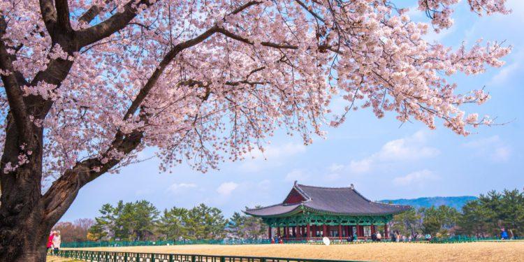 cherry blossom forecast 2025