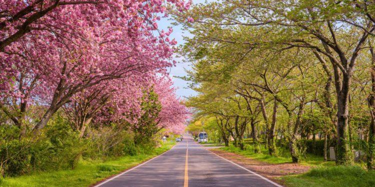jeju cherry blossoms