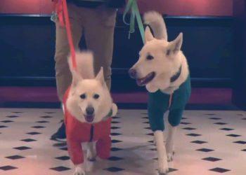 6 Pet-Friendly Cities to Visit with Your Furry Babies in South Korea