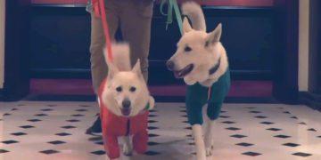 6 Pet-Friendly Cities to Visit with Your Furry Babies in South Korea