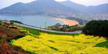 Flowering Namhae Festival