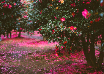 When the Camellia Blooms: 5 Travel Destinations You MUST Visit in Korea!