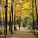 Seoul Forest Park: Complete Guide & Useful Tips to Your Healing Escape
