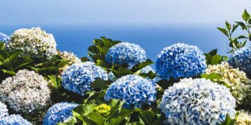 Where to See Hydrangea in Korea This Summer: A Bloom Lover’s Guide to Korea’s Most Scenic Spots