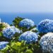 Where to See Hydrangea in Korea This Summer: A Bloom Lover’s Guide to Korea’s Most Scenic Spots
