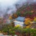 fall foliage korea 2025